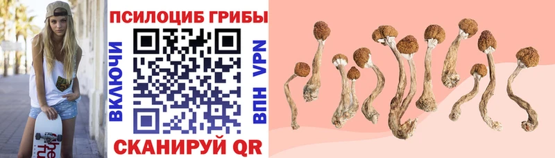 blacksprut ссылки Кизел Псилоцибиновые грибы Cubensis наркота